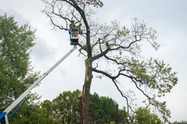 Best Seasonal Cleanup  in Greenwood, DE