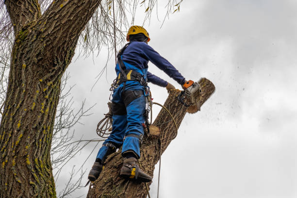 Best Tree Health Inspection  in Greenwood, DE