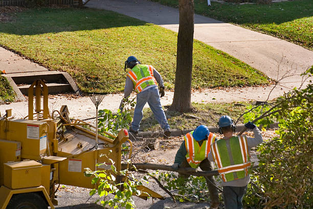 Professional  Tree Services in Greenwood, DE