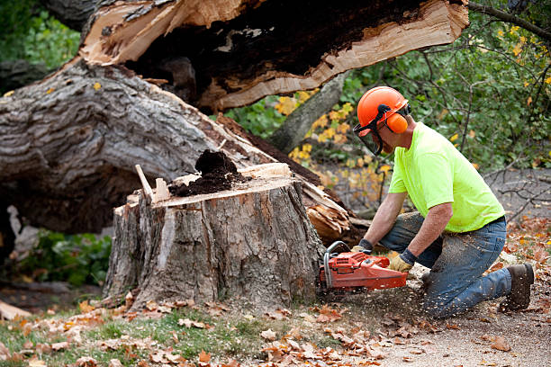 Best Emergency Tree Removal  in Greenwood, DE