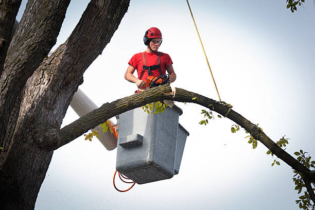 Best Tree Disease Treatment  in Greenwood, DE